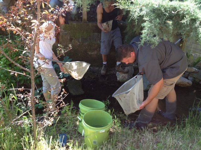 A group of volunteers from SPAWN scour a small creek for marooned fish. The Lagunitas Watershed represents one of California’s last spawning grounds for endangered coho salmon.Since 1999, the Salmon P