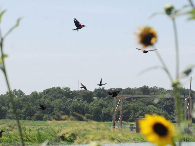 A group of Red Winged Black Birds fly across the pond at the drying beds.