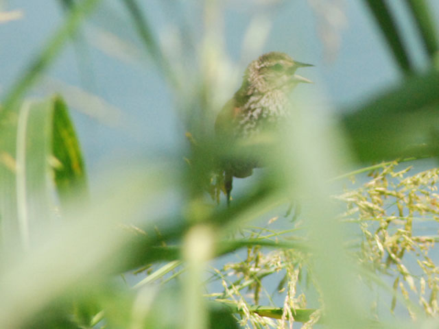 A juvenile Red-winged Blackbird calls out from the tall grass at the drying beds.