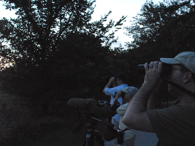 The early morning light illuminates the field just enough, as our heroes scan the horizon for the first birds of the day. (Left to right: Greg Cook, Susan Thrower and Steve Glover)