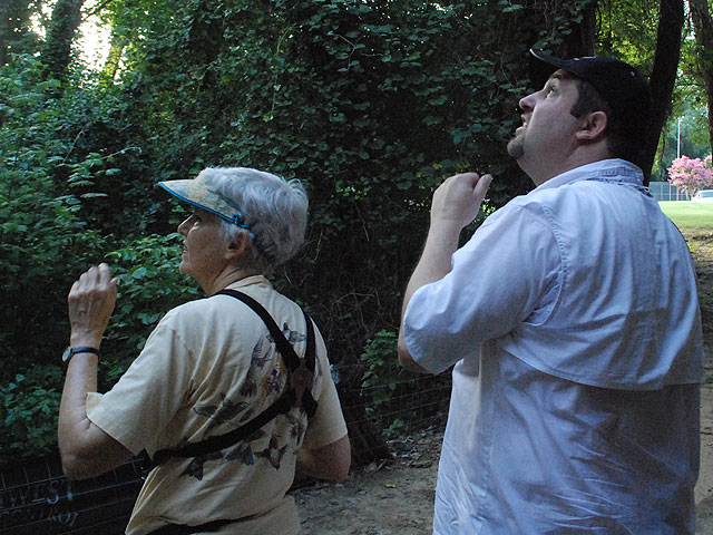 Thrower and Cook look and listen for a Red-shouldered Hawk outside Cook's apartment where he often hears them.