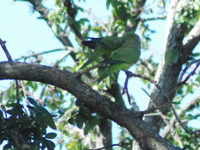 Though sometimes considered an agricultural pest, some homeowners have let a family of Monk Parrots nest near their home for a long time.