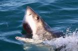 Great White Sharks