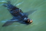 Local Sea Lions Released into the Wild