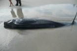 A Whale of a Tale With a Sad Ending
