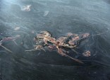 Silicon Valley Tech Tracking Gulf Oil Spill