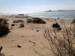 Ano Nuevo Elephant Seal Pupping Season 