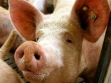 Swine Flu: Fact or Fiction