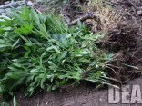Growing Pot on Public Land