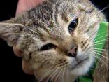 Kitty Okay After Duct Tape Fiasco