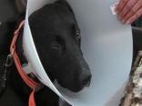 Hero Dog Recovers (RAW)