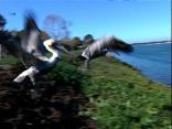 Pelicans Released Raw Video