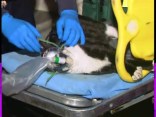 Feline Rescue in SF