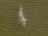 Huge Fish Spotted in Bay