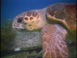 Sea Turtles
