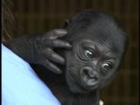 The Baby Gorilla is Too Cute