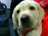 Pricey Puppy Cloned From Frozen DNA