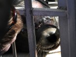 Sea Lion Recovering After Lifesaving Surgery