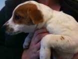 Marin's New Dog Rescue Center in Photos