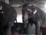 Caught on Tape: Elephant Abuse at Ringling Circus