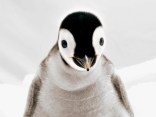 SeaWorld's (Very Cute) Babies 