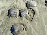 Jellyfish Invade Ocean Beach