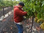 Rush to Harvest in Wine Country