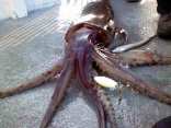 Giant Squid Invade Monterey Bay