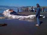 Photos: Whale Washes Up on Ocean Beach