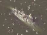 Raw Video: Dead Whale Floats in San Francisco Bay