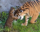 Sumatra Tiger Family at SF Zoo