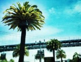 Some 220 Canary Island palm trees line San Francisco's Embarcadero. 26 have been diagnosed with a fatal disease.