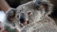 Visit Koalafornia