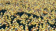 Silicon Duck Race