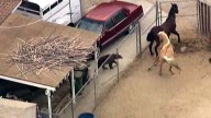 Wandering Bear Surprises Horses in Corral