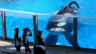 SeaWorld's Tilikum, Orca That Killed Trainer, Dies