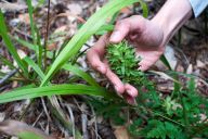 Boy Scouts, Whistle Blower Dispute Rare Plant's Destruction