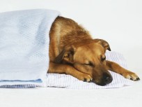 When Treating Your Pet Makes Them Sick