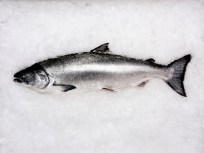 Fishermen Iced Over Salmon Rules
