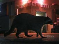 Racoons Mowed Down by Driver