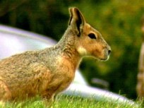 Giant South American Rodent on the Loose in Kansas