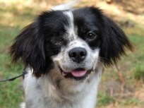 Layoffs at the SPCA Have Critics Barking Mad