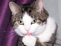 Berkeley Declaw Ban Is the Cats' Meow