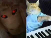 Demon Sheep: California's Keyboard Cat?