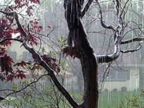 Heavy Downpour Shocks Bay Area