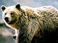 Bear Exhibit Intruder Was "Zombie-Like"