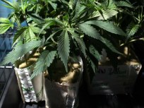 Court Considers Medical Marijuana Ban