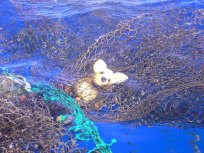 Ocean Garbage Dump Filled With Plastic