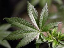 Palo Alto Hills Pot Bust Nets $60 Million in Plants