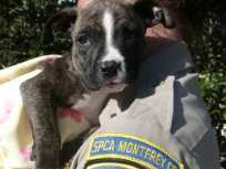 Puppies Found in Monterey County Dumpster